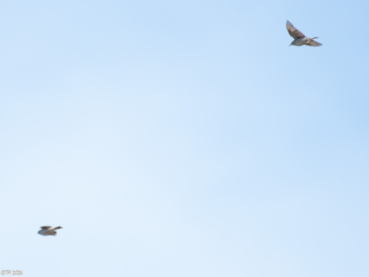 Correndera Pipit (Falklands) - ML614608966