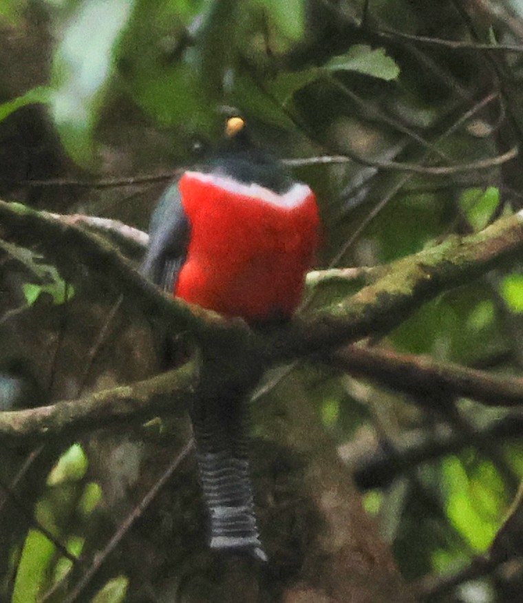 Collared Trogon - ML614609001