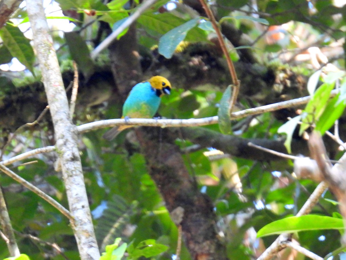 Gilt-edged Tanager - ML614609039