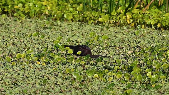 Glossy Ibis - ML614609142