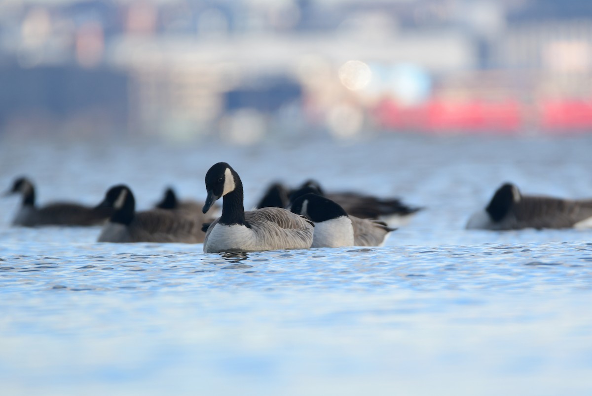 Canada Goose - ML614609219