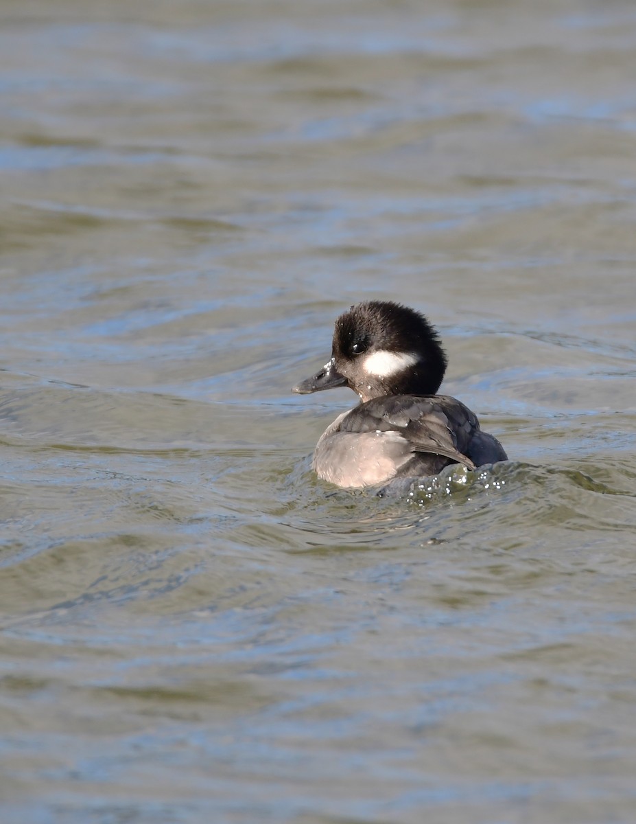 Bufflehead - ML614609258