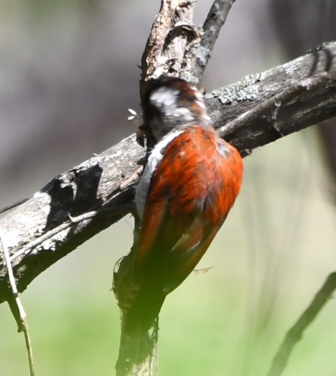 Scarlet-backed Woodpecker - ML614609317