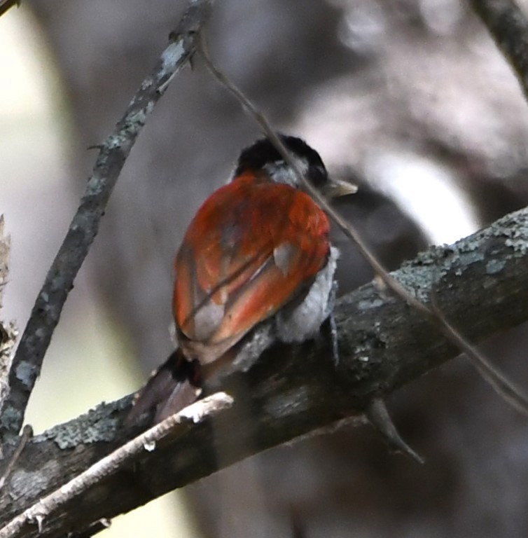 Scarlet-backed Woodpecker - ML614609318