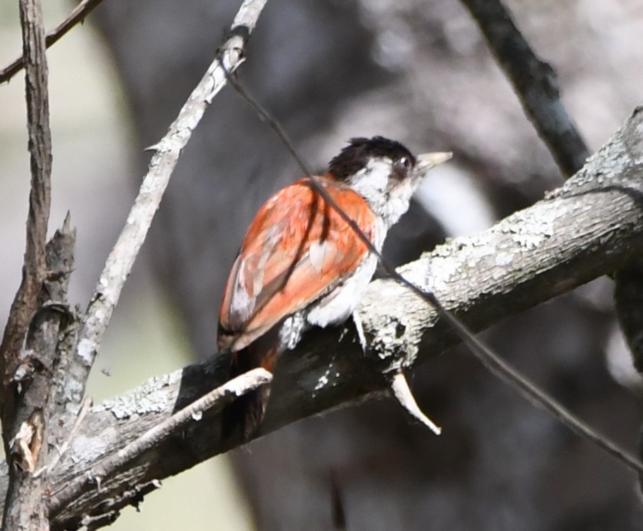 Scarlet-backed Woodpecker - ML614609319