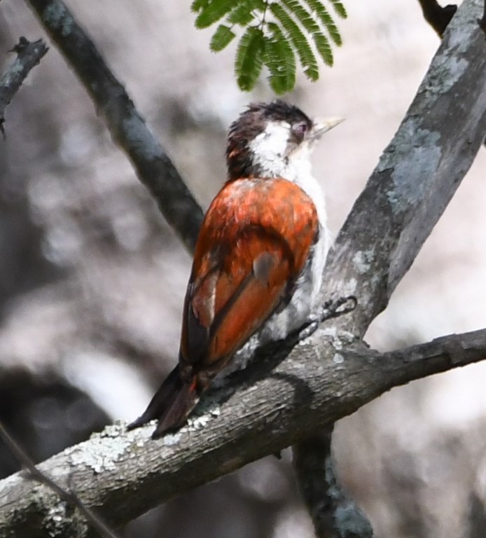 Scarlet-backed Woodpecker - ML614609320