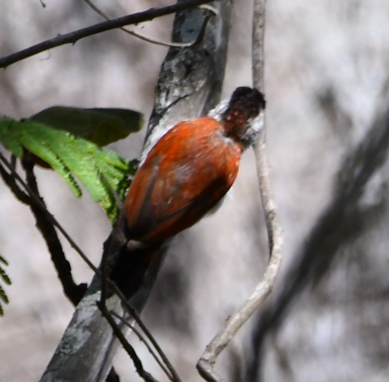 Scarlet-backed Woodpecker - ML614609321