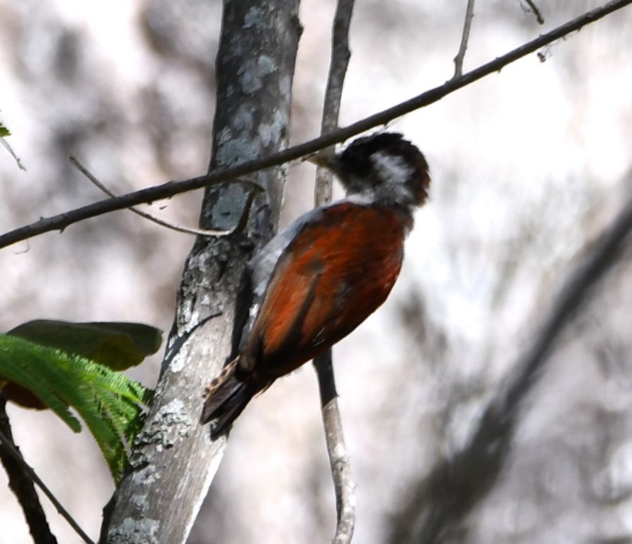 Scarlet-backed Woodpecker - ML614609322