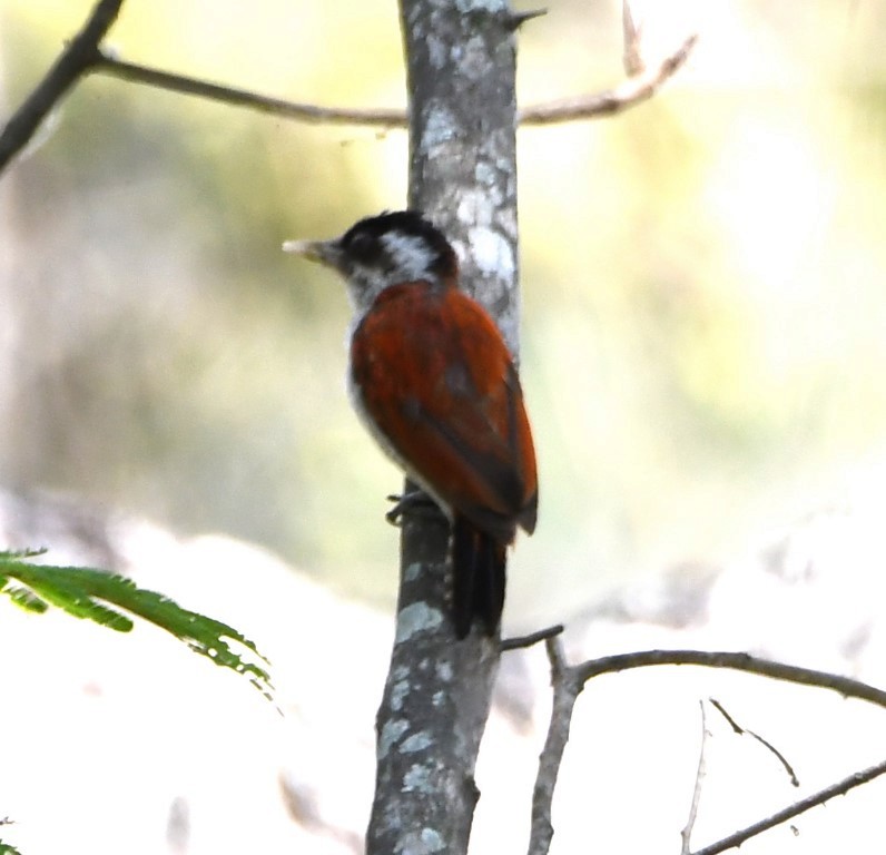 Scarlet-backed Woodpecker - ML614609323