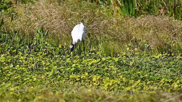 Wood Stork - ML614609326