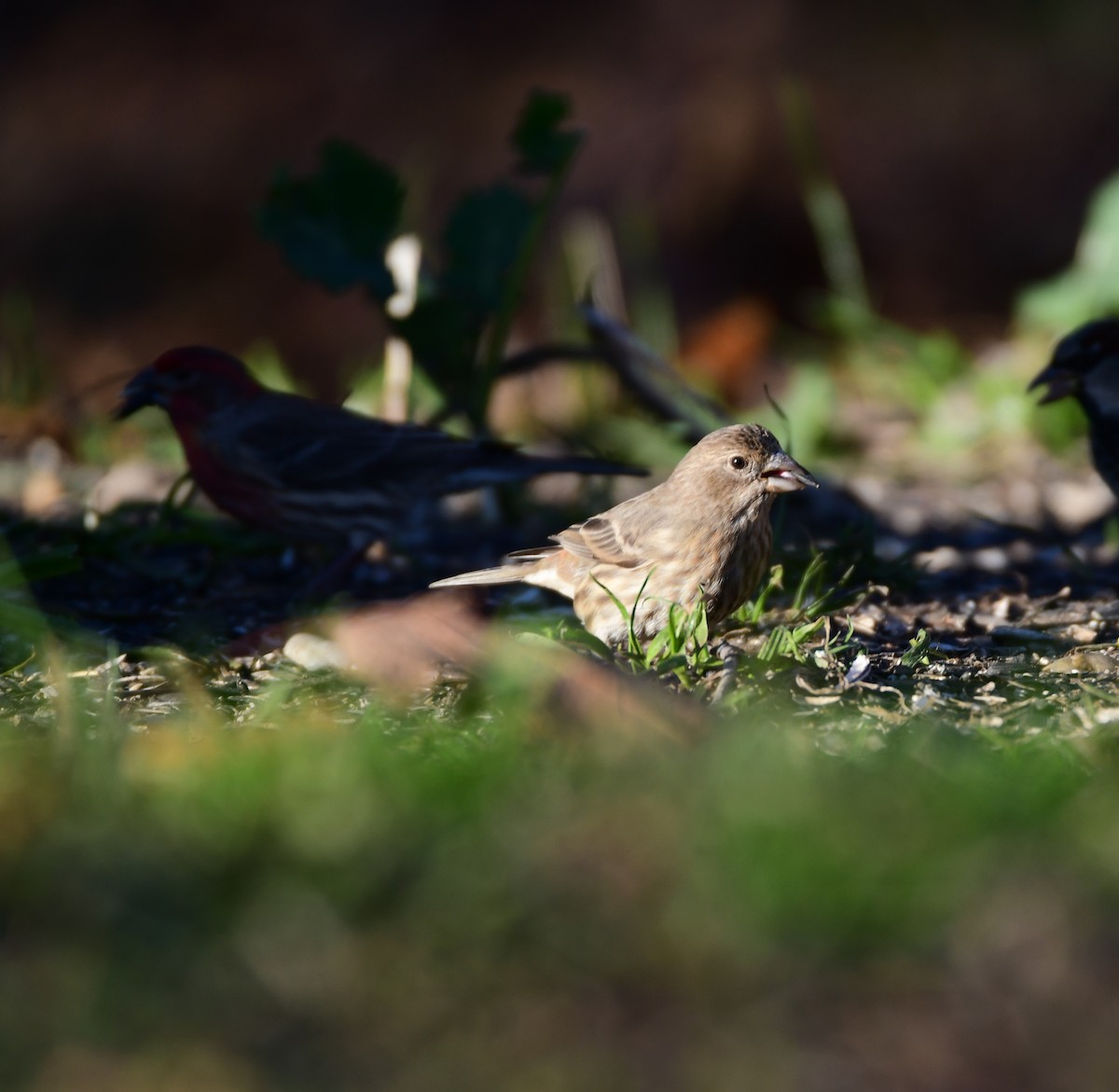 House Finch - ML614609352