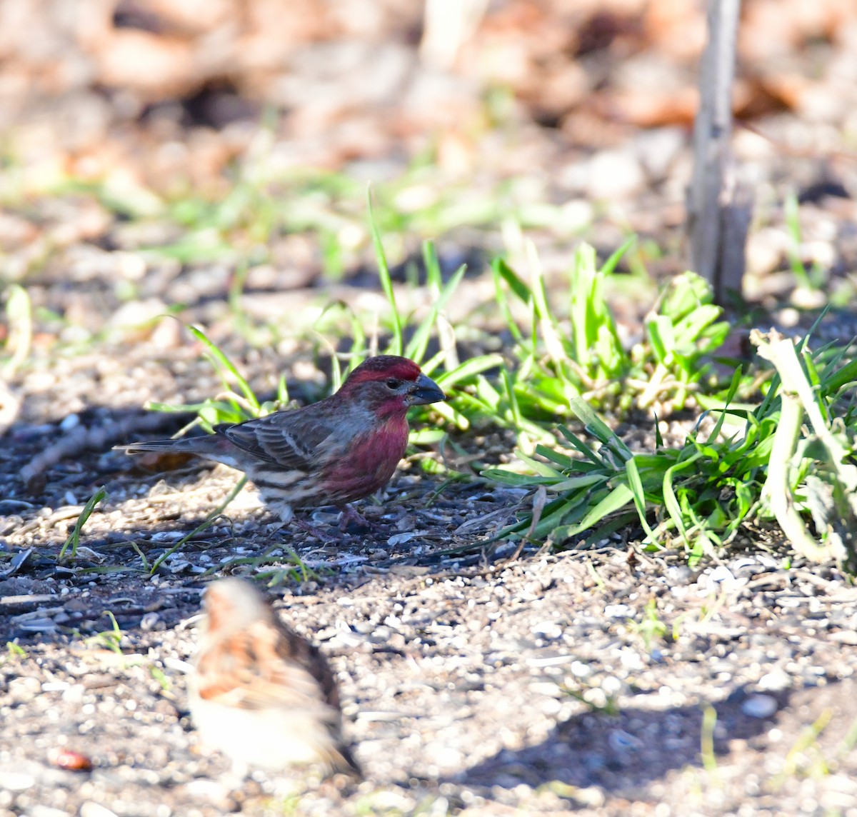 House Finch - Chaiby Leiman