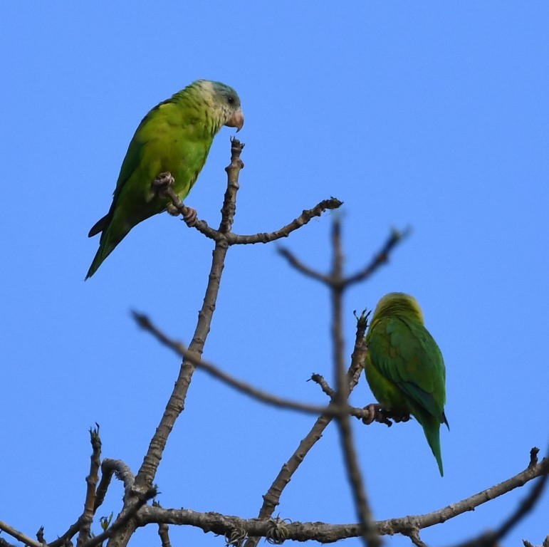 Gray-cheeked Parakeet - Steve Davis