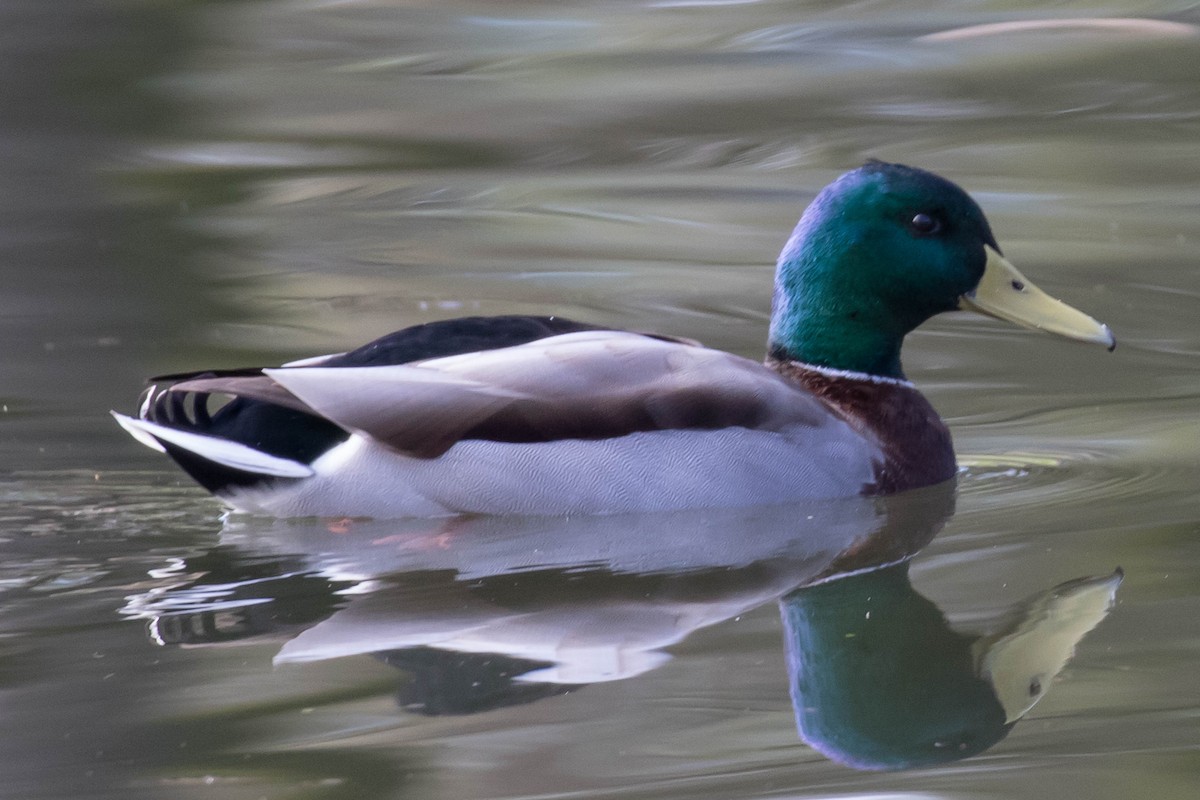 Mallard - Patricia Clark