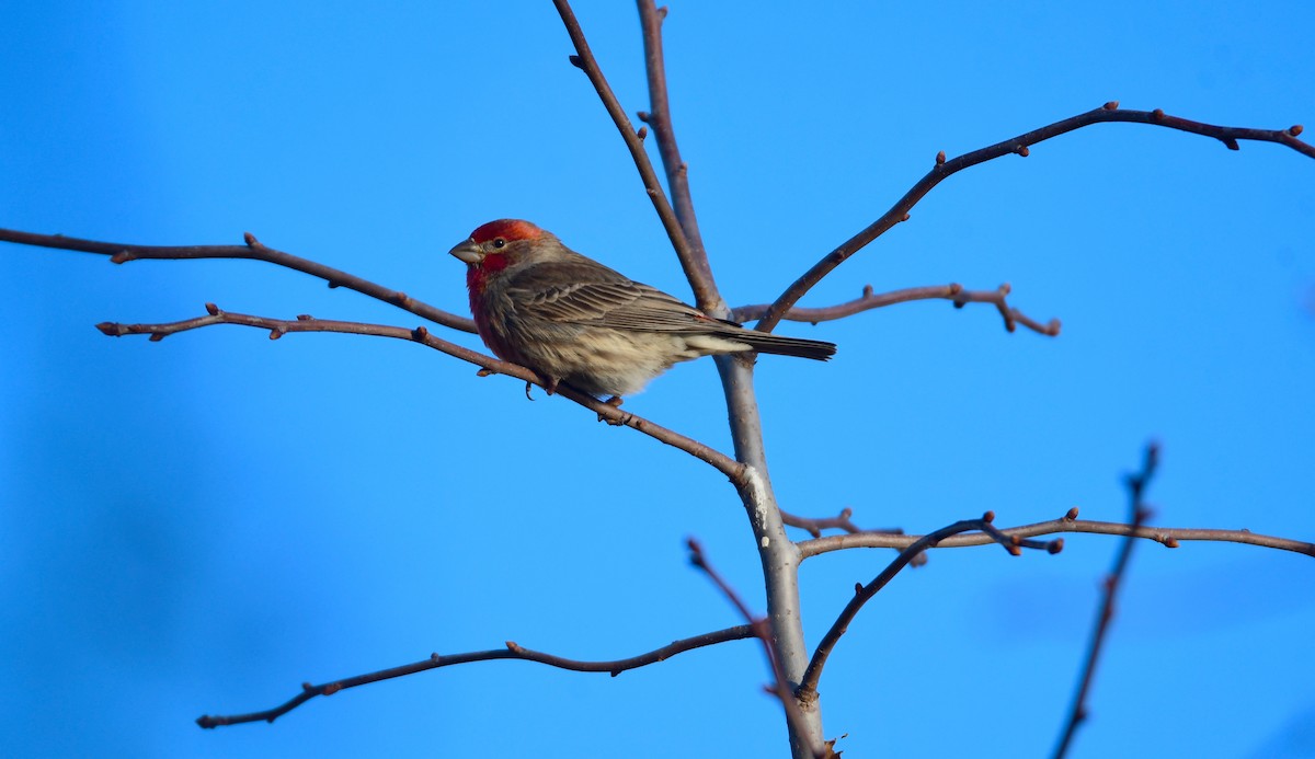 House Finch - ML614609481