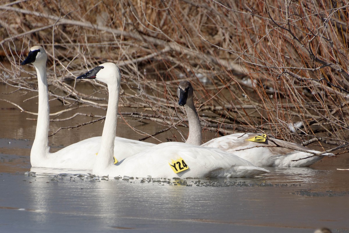 Trumpeter Swan - ML614609546