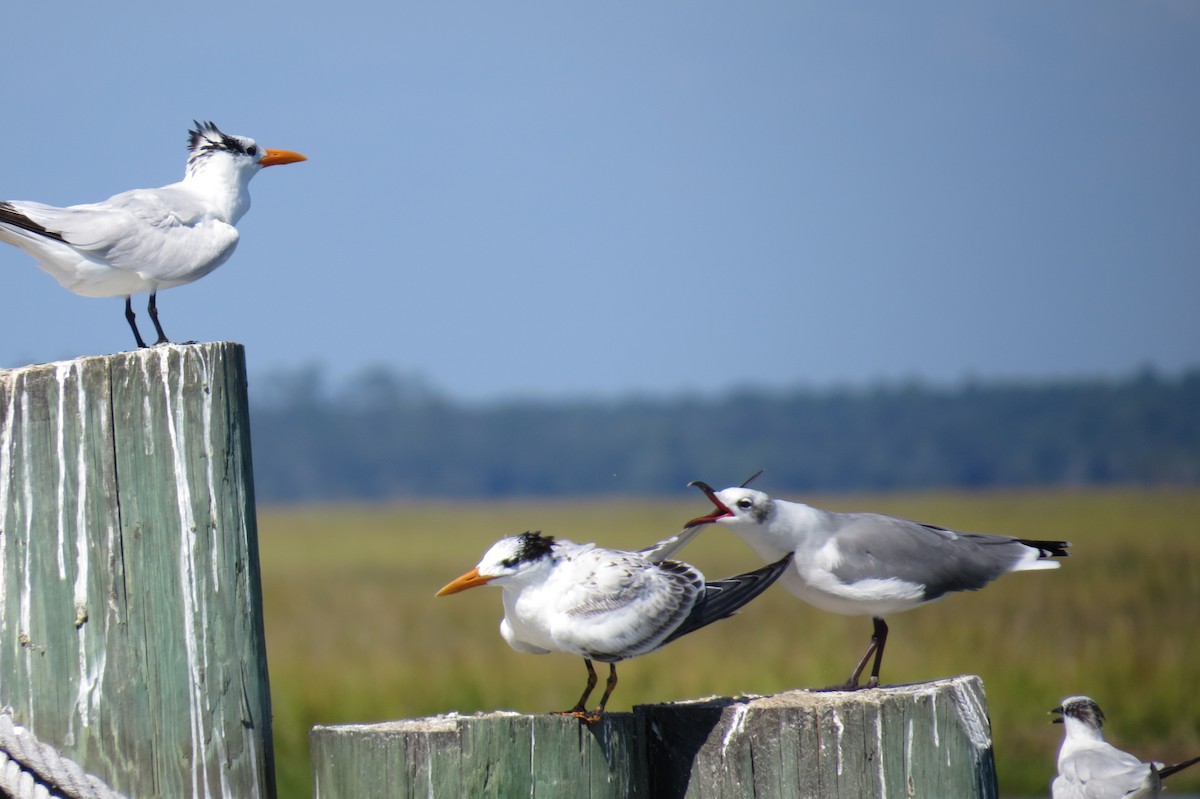 Sandwich Tern - ML614609551