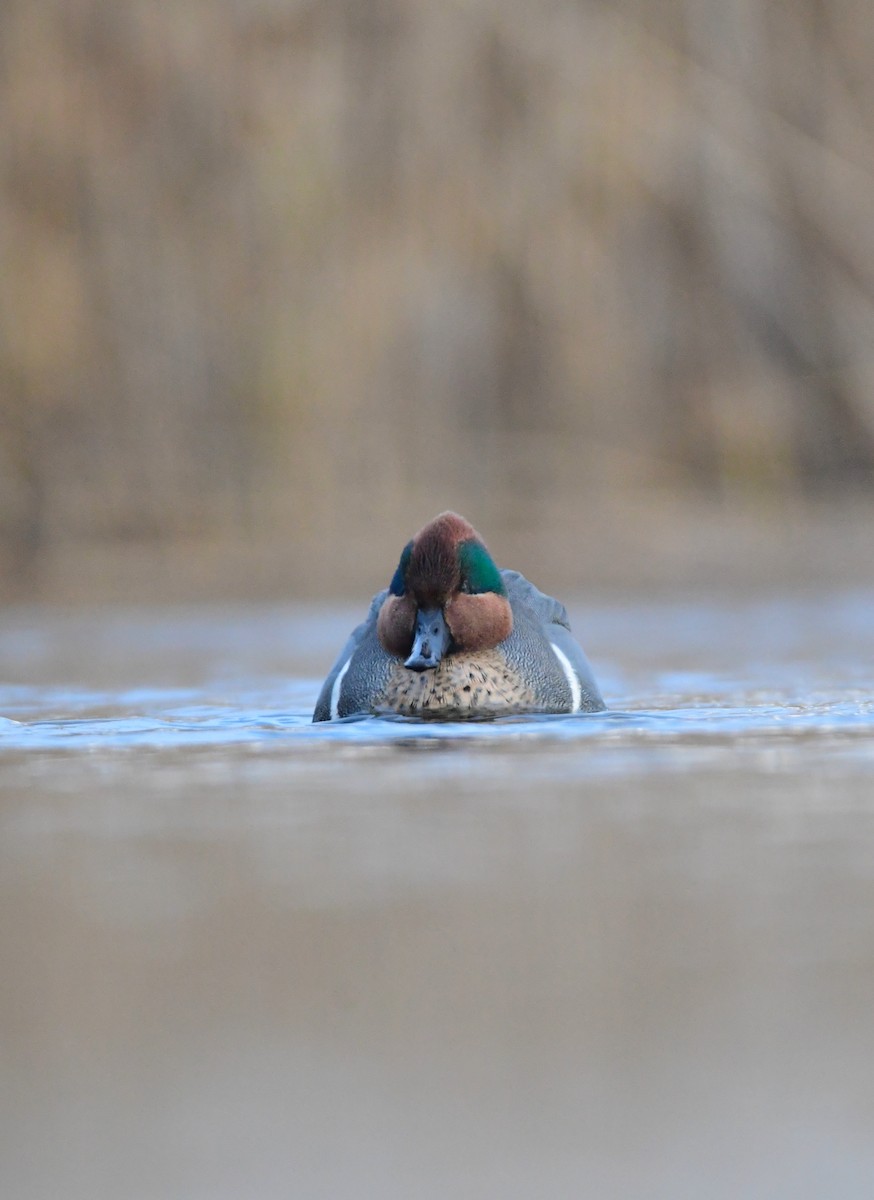 Green-winged Teal - ML614609567