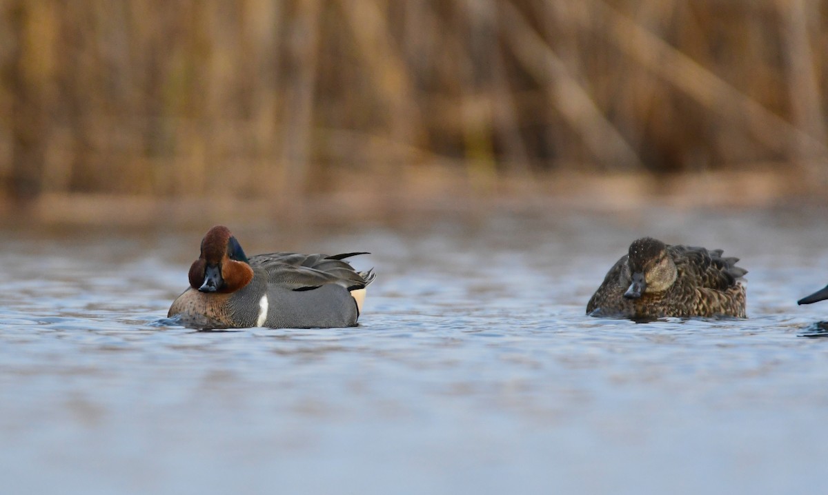 Green-winged Teal - ML614609569