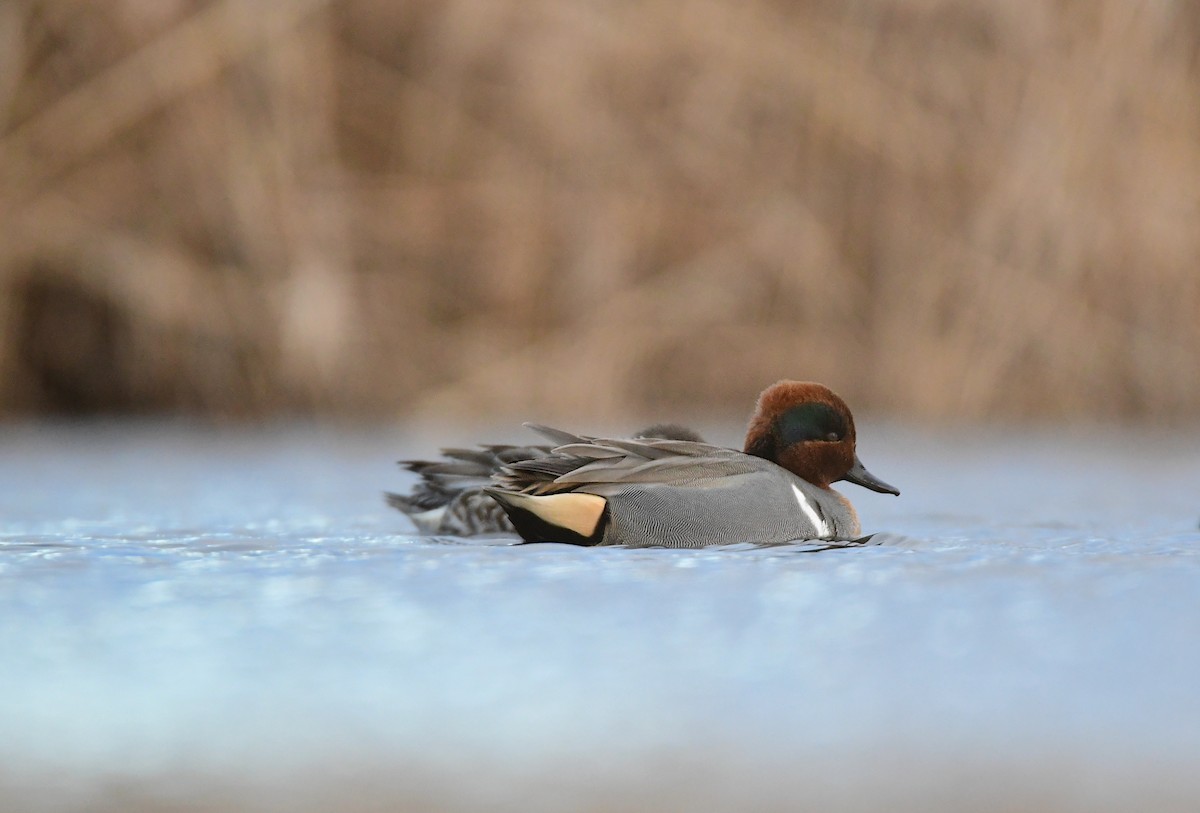 Green-winged Teal - ML614609570