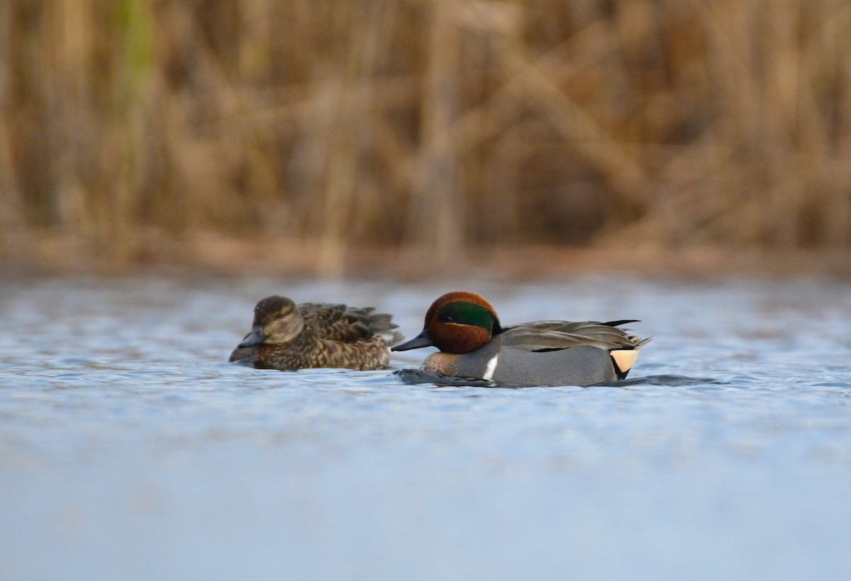 Green-winged Teal - ML614609572