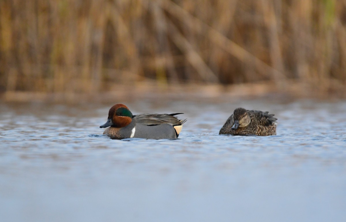 Green-winged Teal - ML614609573