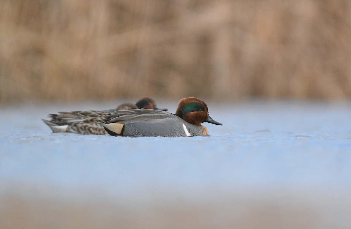 Green-winged Teal - ML614609574