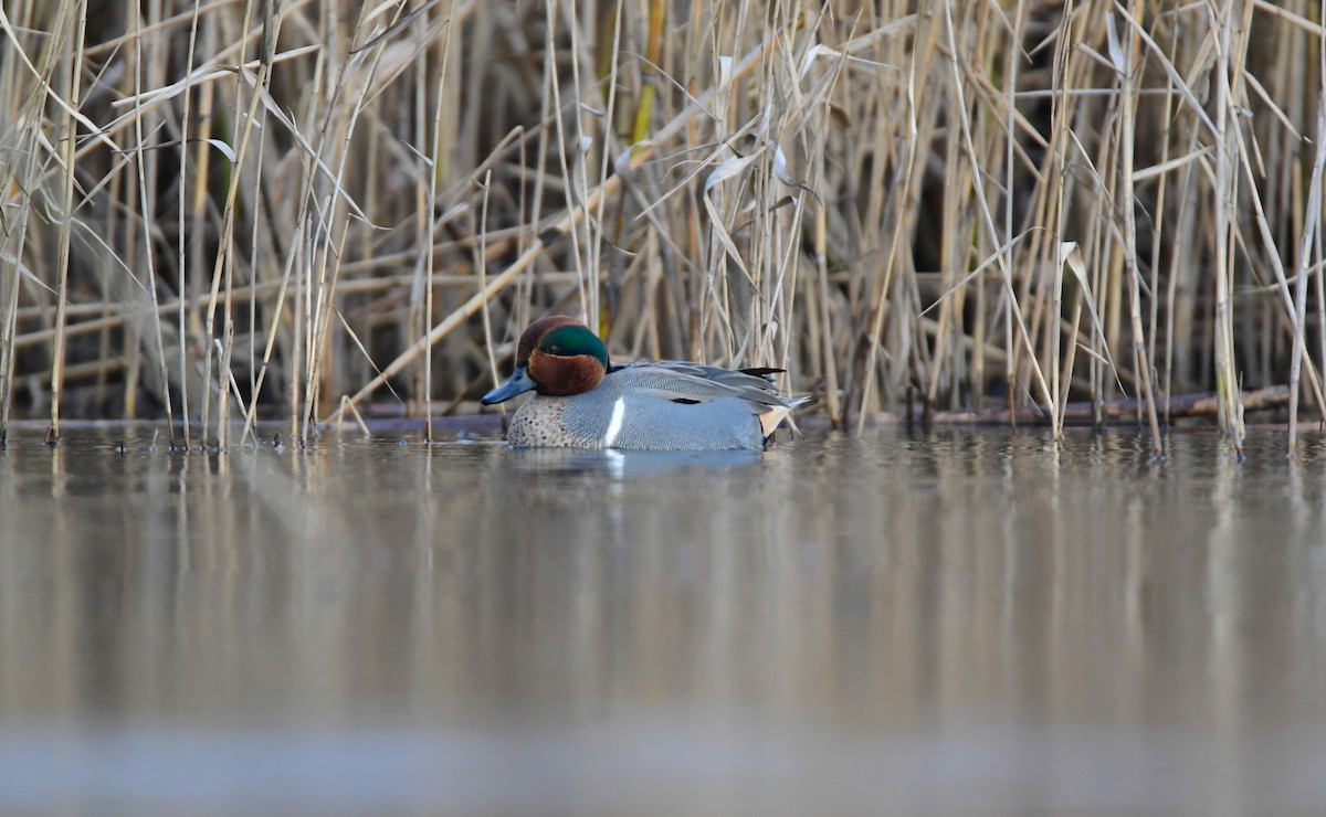 Green-winged Teal - ML614609575