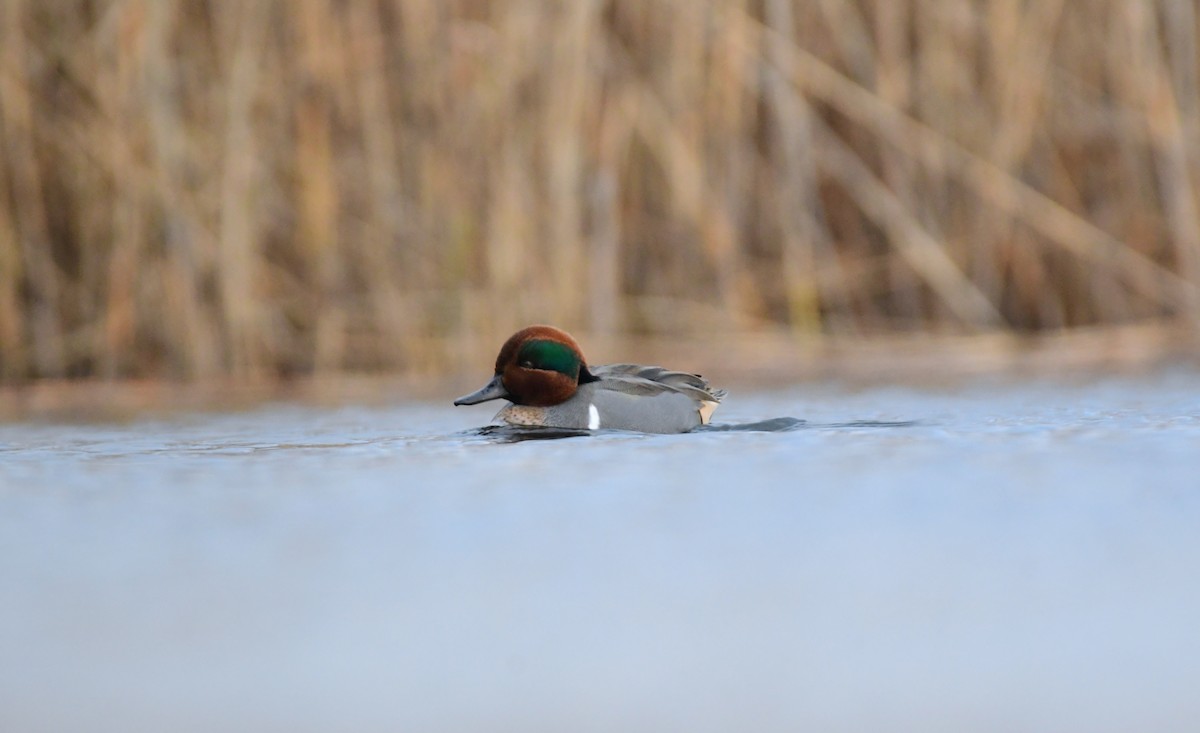 Green-winged Teal - ML614609576