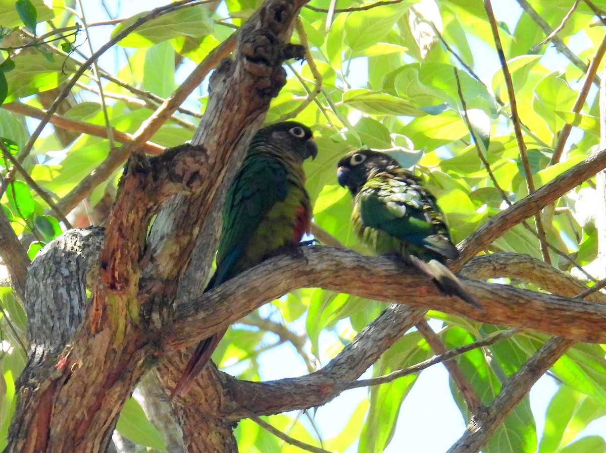 Maroon-bellied Parakeet (Maroon-tailed) - ML614609577