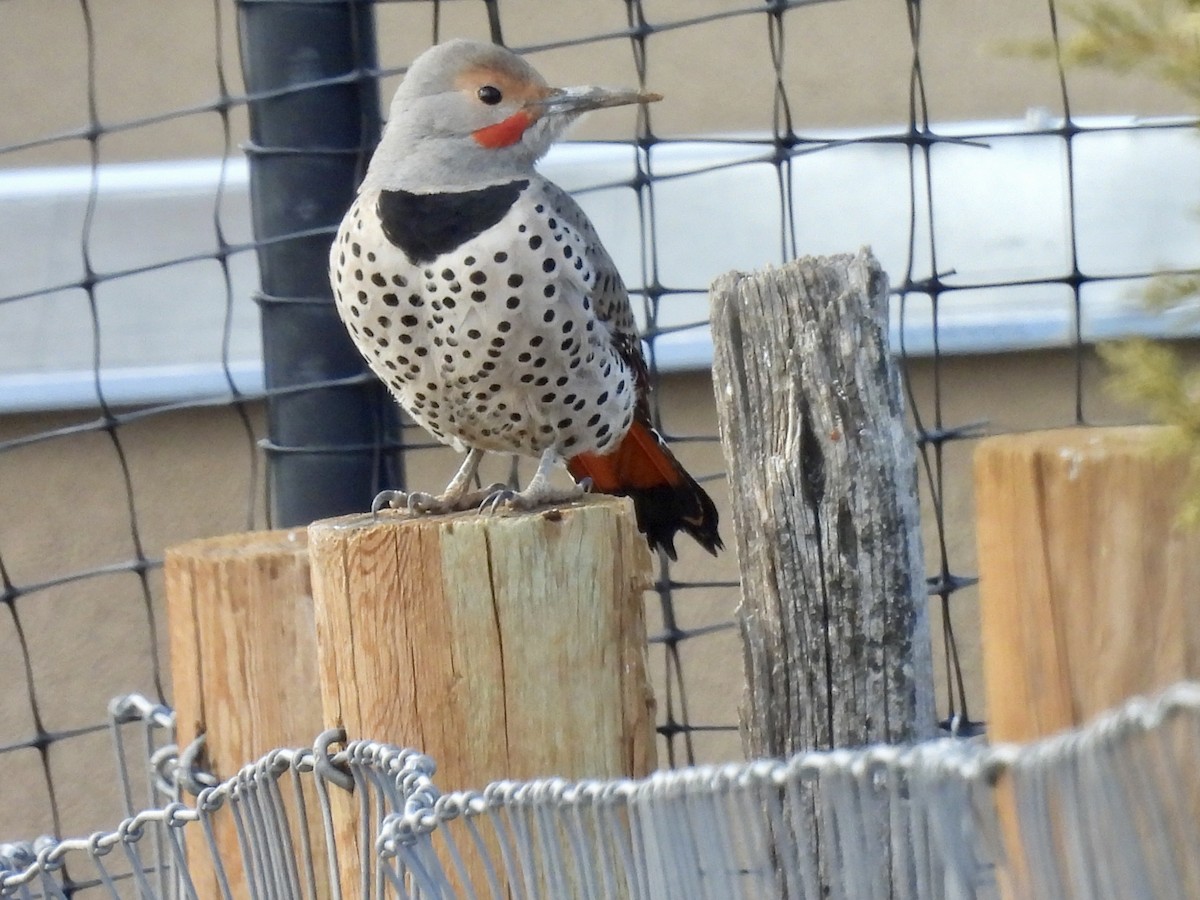 Northern Flicker (Red-shafted) - ML614609589