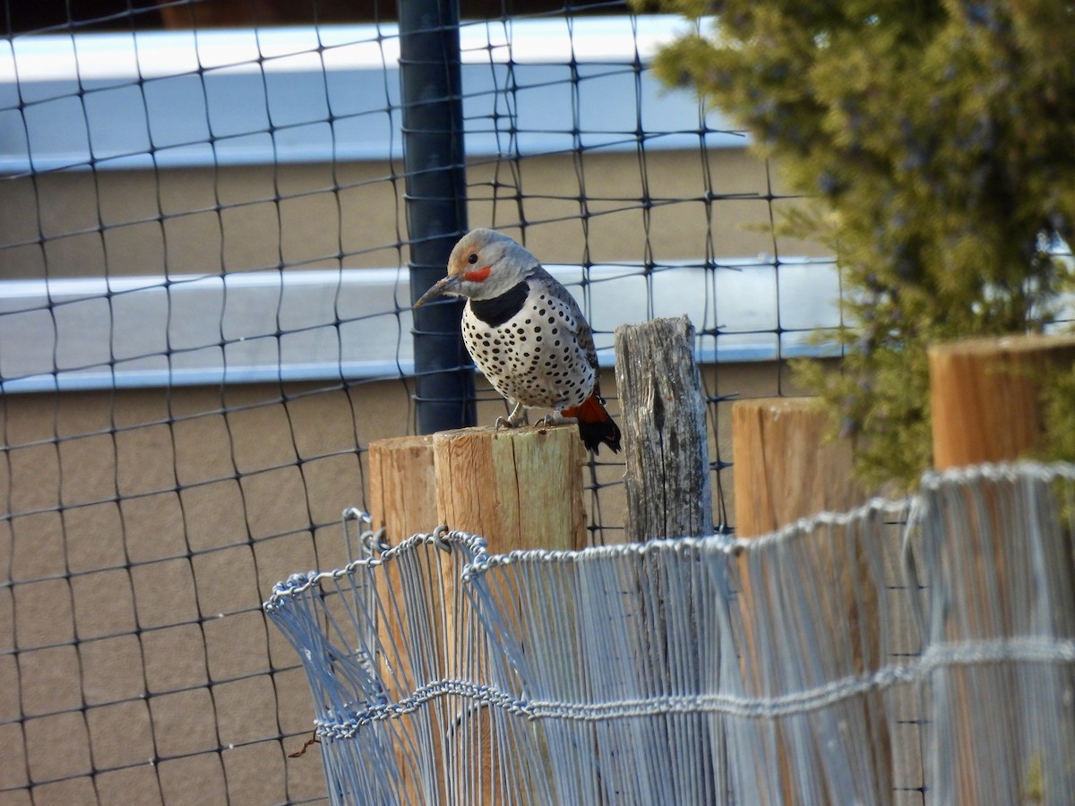 Northern Flicker (Red-shafted) - ML614609590