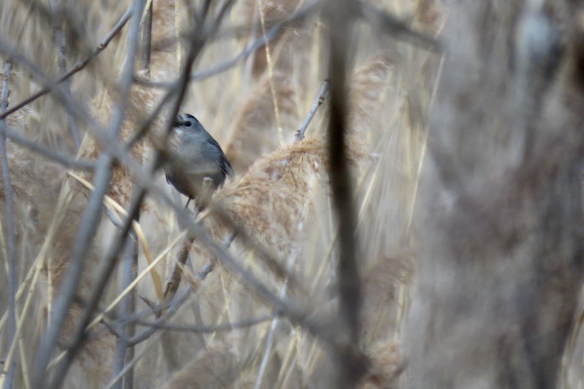 Gray Catbird - Lori Brumbaugh