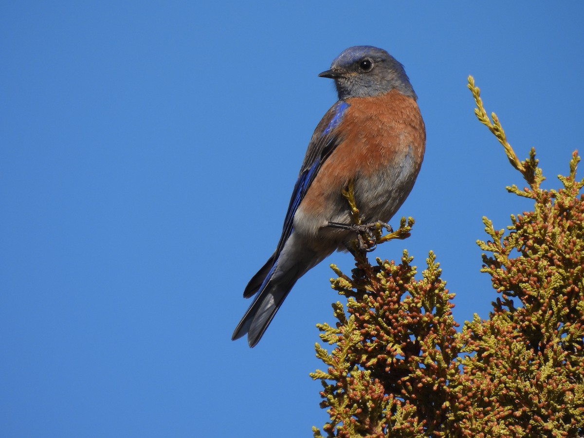 Western Bluebird - ML614609615