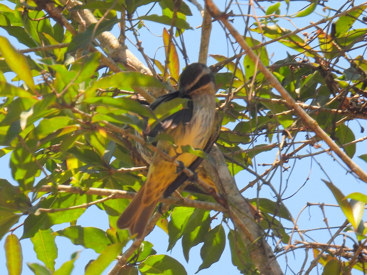 Piratic Flycatcher - bob butler