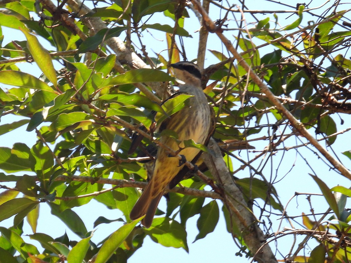 Piratic Flycatcher - bob butler