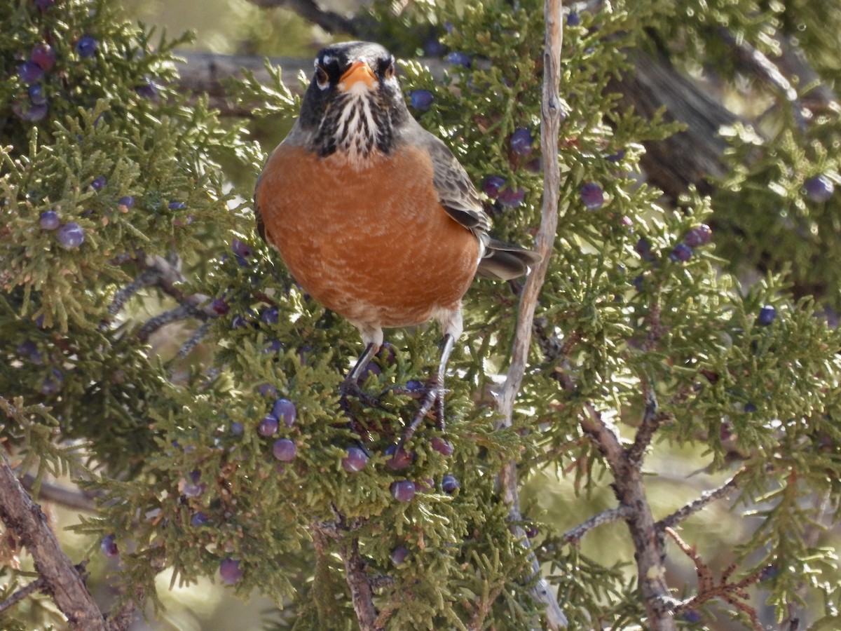 American Robin - ML614609683