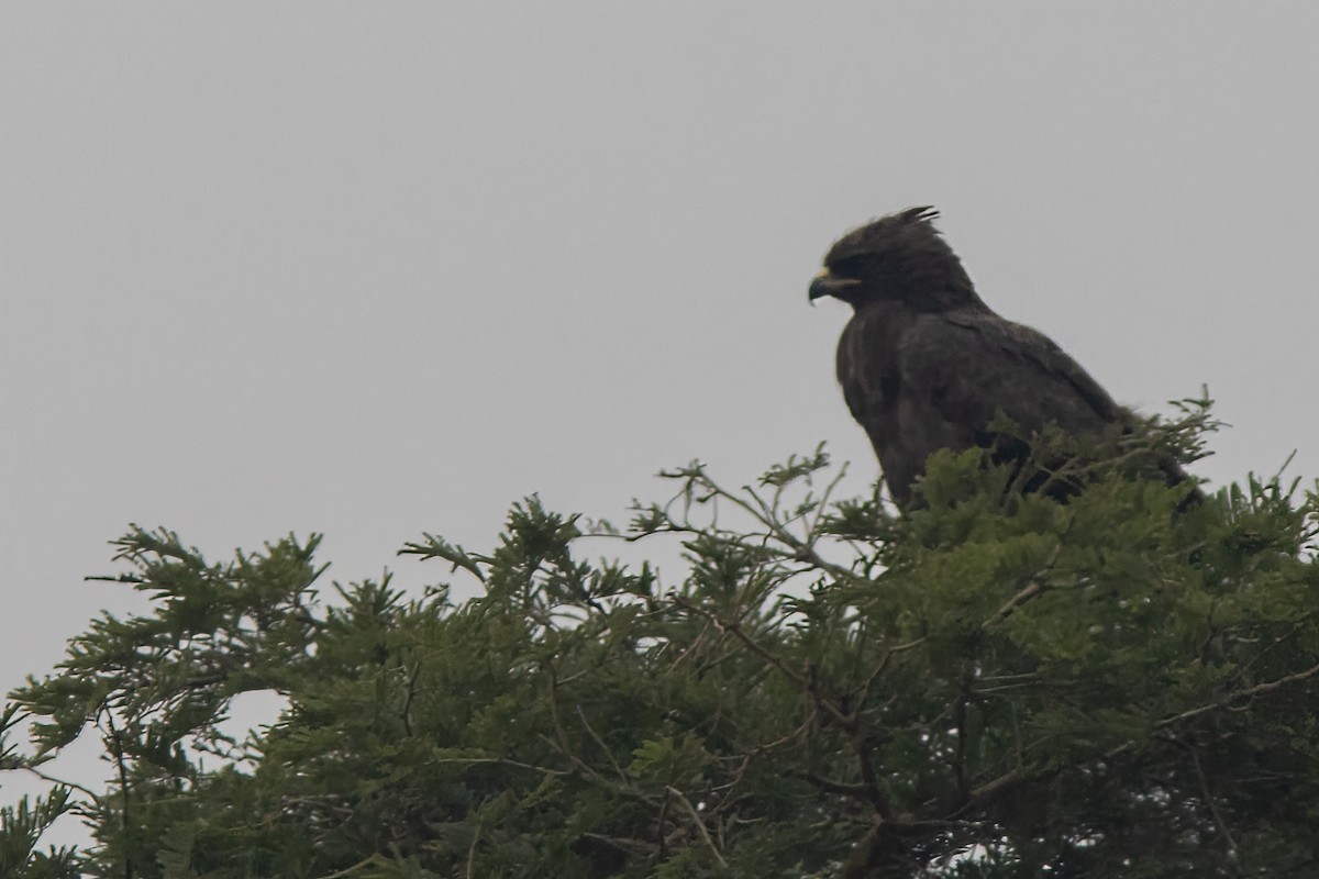 Long-crested Eagle - ML614609722