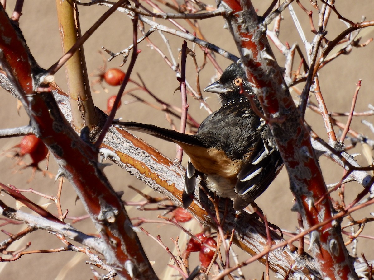 Spotted Towhee - ML614609746