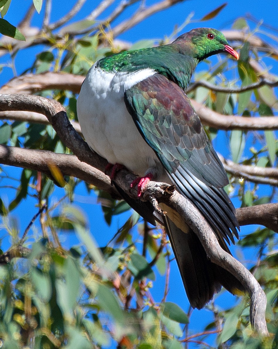 New Zealand Pigeon - ML614609759