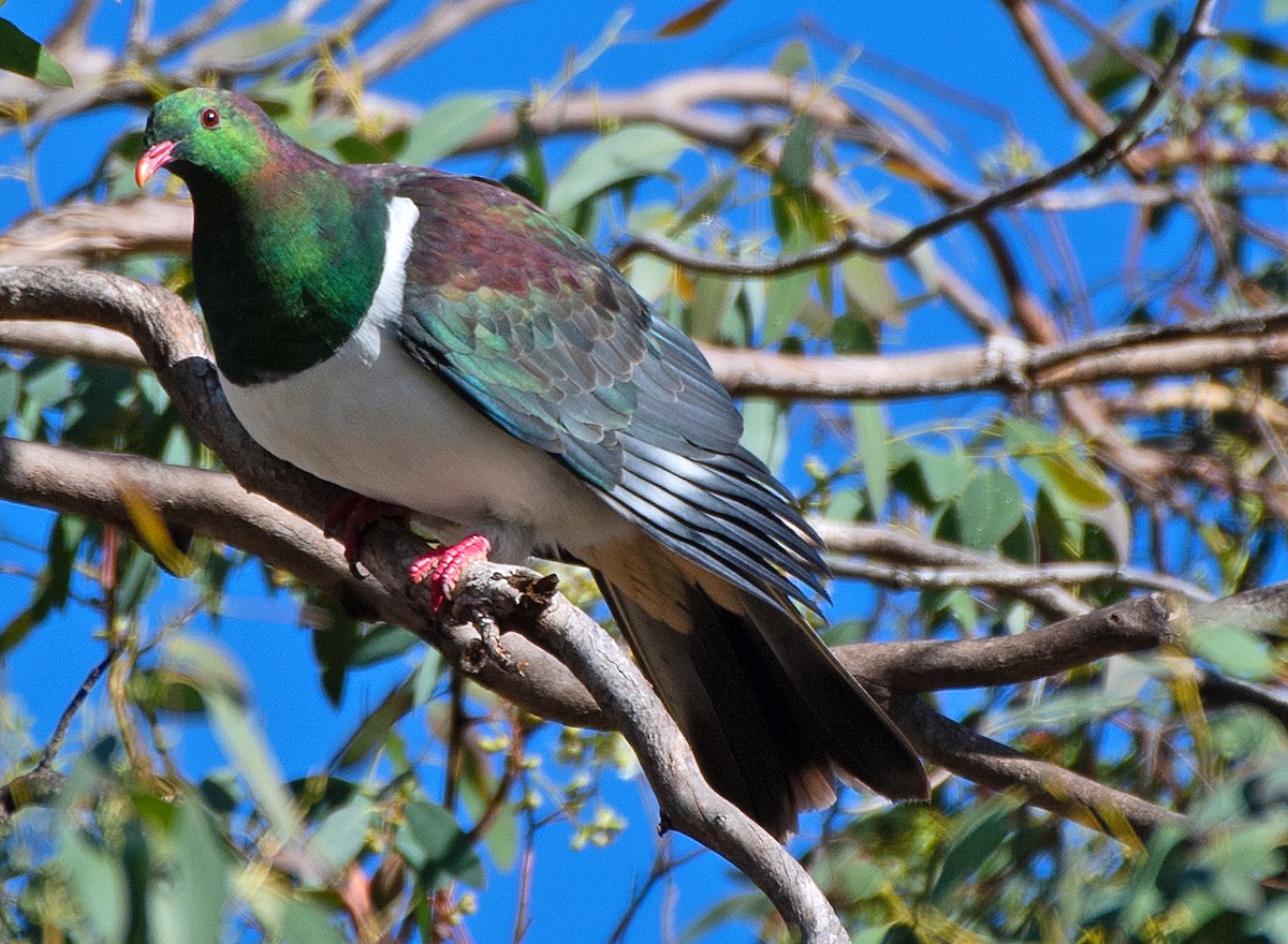 New Zealand Pigeon - ML614609762