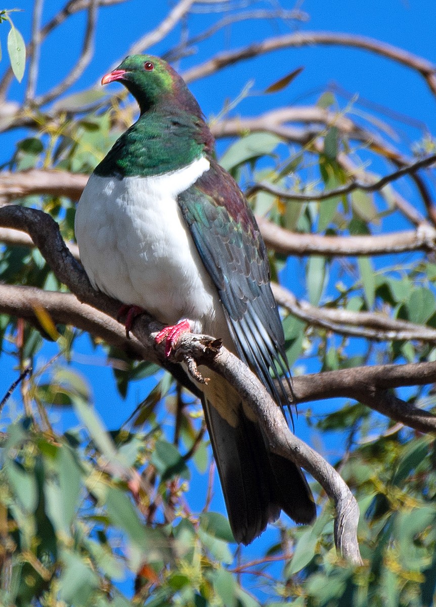 New Zealand Pigeon - ML614609763