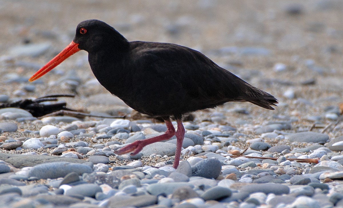 Variable Oystercatcher - ML614609769