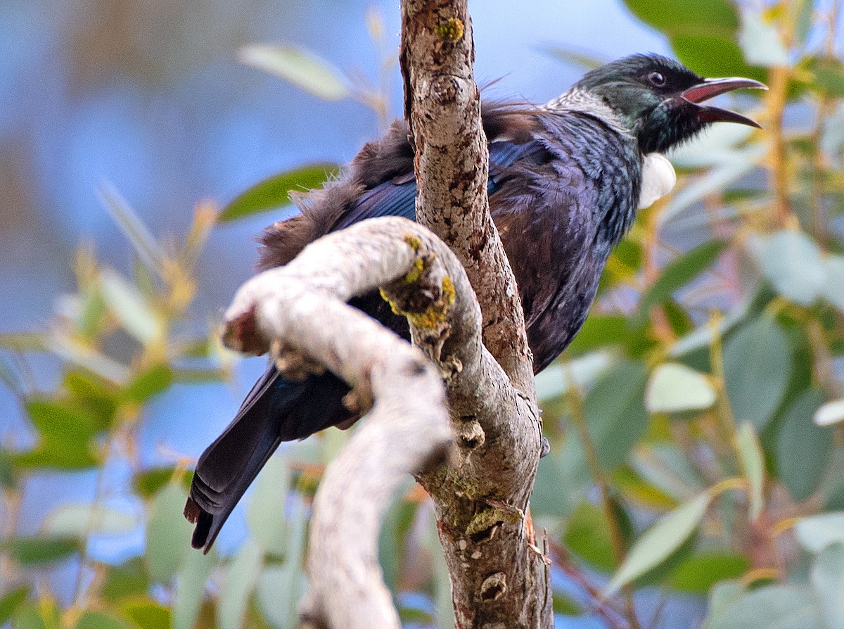 Mielero Tui - ML614609803