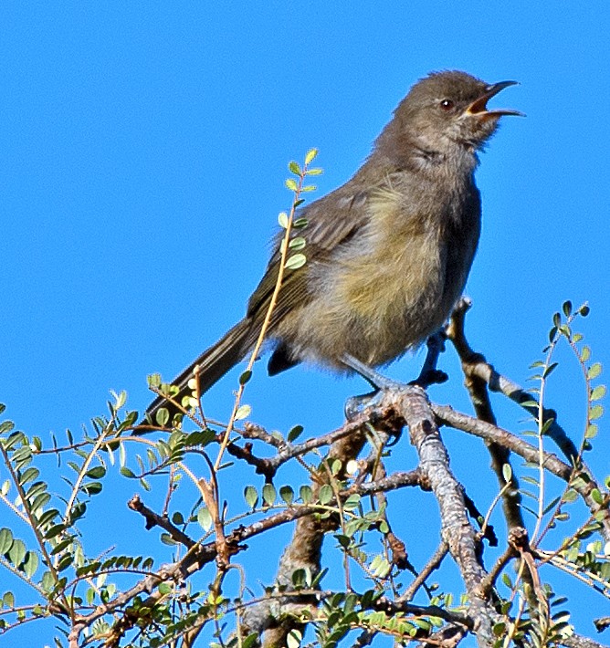 New Zealand Bellbird - ML614609811