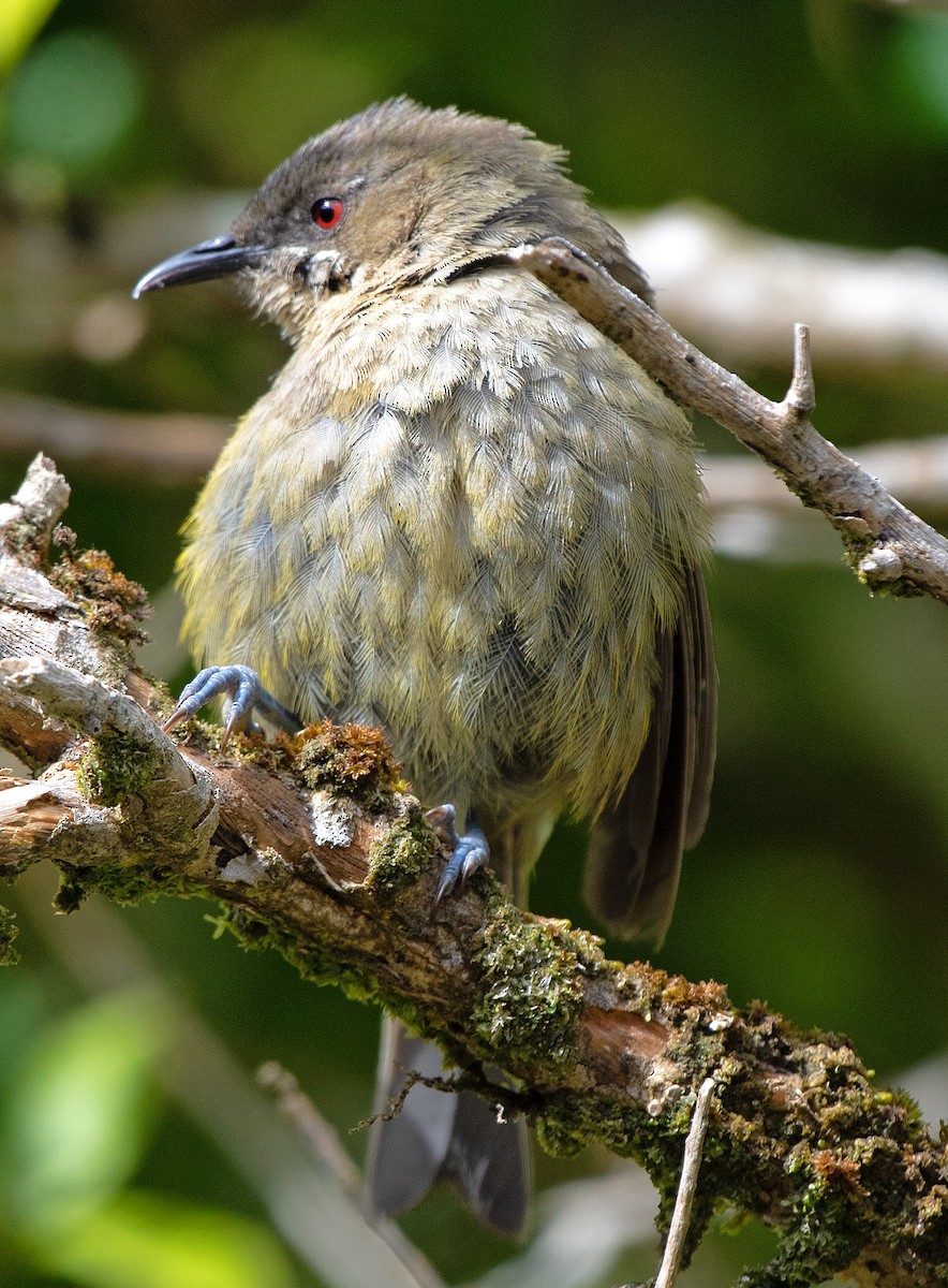 New Zealand Bellbird - ML614609824