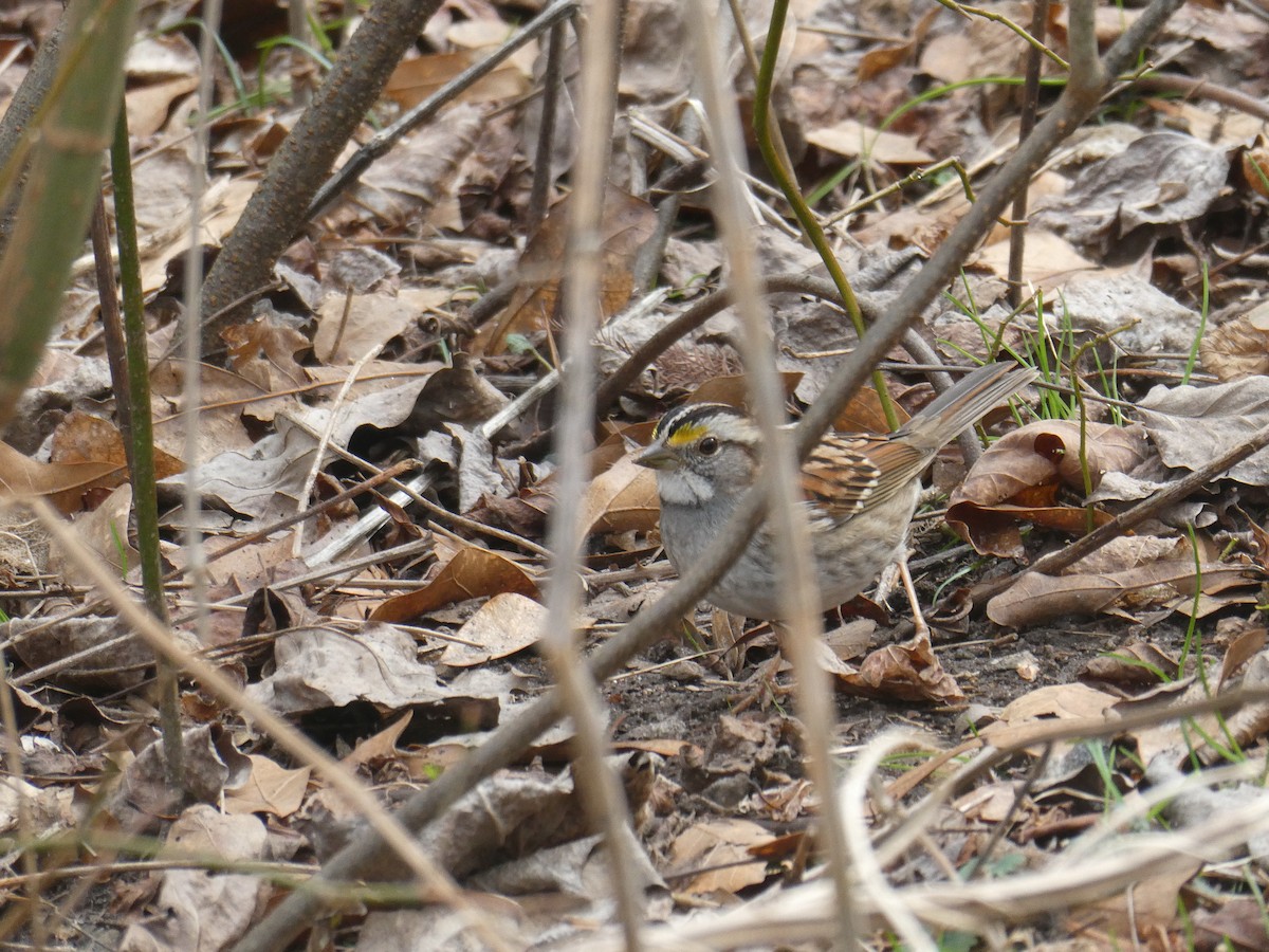 White-throated Sparrow - ML614609830