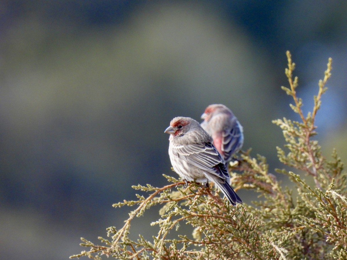 House Finch - ML614609832