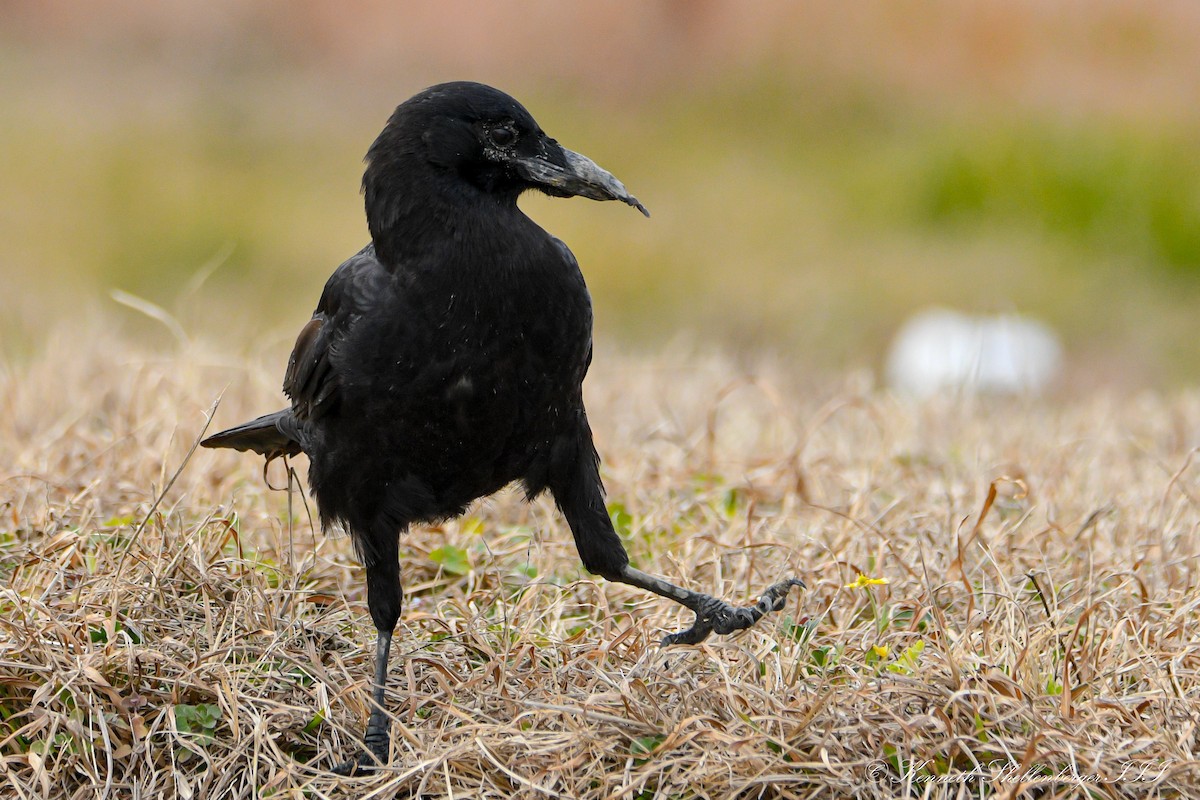 American Crow - ML614609834