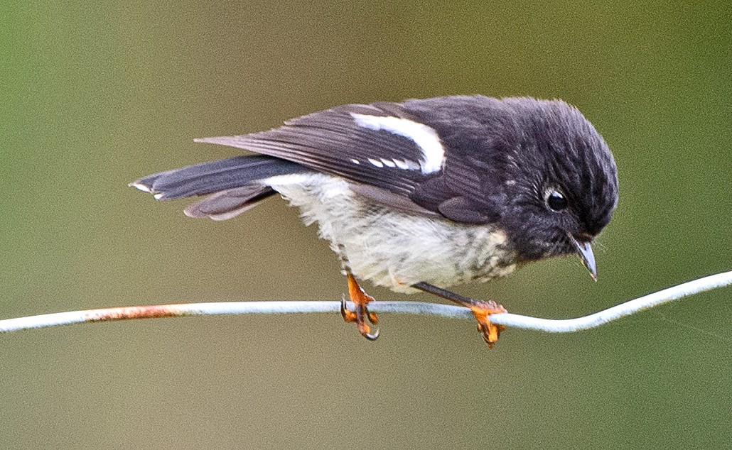 Tomtit - ML614609842